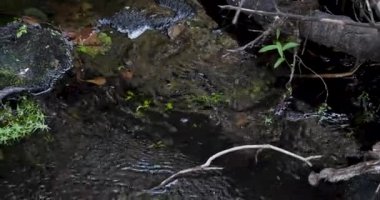 An American mink is sitting on a rock in a river. The mink jumps in the water and swims away.
