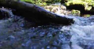 Bir dere yosun ve sonbahar yapraklarıyla kaplı bir kayanın üzerinden akıyor. Su temiz, yosun da yeşil. Yukarı kaldır..