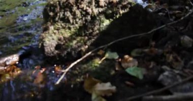 Ağaçlarla dolu yeşil, parlak bir ormanda bir dere akıyor. Su temiz ve orman aydınlık. Sahne huzurlu ve huzurlu. Yukarı kaldır..