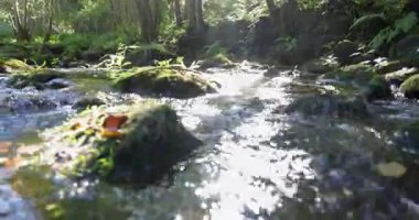 Ormandaki kayalarda büyüyen yosun dolu bir dere. Su temiz akıyor ve yosun yeşil. Sahne huzurlu ve huzurlu. Düşük açılı yakın çekim.