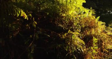 A misty forest with a stream of water. The orange sun is shining through the trees with a bright red and orange colorful atmosphere. Pan right shot.