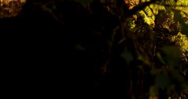 A misty forest with a stream of water. The orange sun is shining through the trees with a bright red and orange colorful atmosphere. Pan right shot.