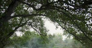 İçinden bir nehir akan sisli bir orman. Ağaçlar yemyeşil, su da sakin. Atmosfer huzurlu ve sakin. Sis gizem katıyor.