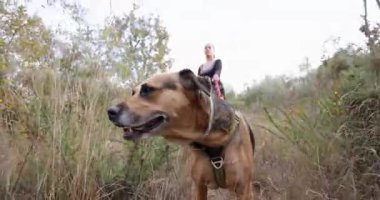 Düşük açılı bir kadın ve iki köpeği bir ormanın yanındaki tarlada yürürken kadın siyah bir gömlek ve siyah pantolon giyiyor..