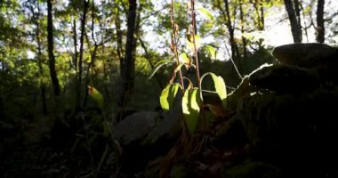 A forest with a lot of trees and a lot of green ferns. The leaves are brown and the sun is shining through the trees