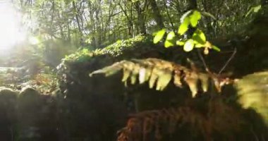 A forest with a lot of trees and a lot of green ferns. The leaves are brown and the sun is shining through the trees