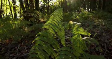 A forest with a lot of trees and a lot of sunlight. The sunlight is shining on the ground and the trees. The vegetation is lush and green.