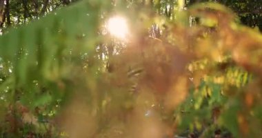 Yeşil ağaçlar, düşen yapraklar ve eğreltiotlarıyla dolu ormanda parlayan parlak bir güneş. Orman bereketli ve sonbahar çok yakın..