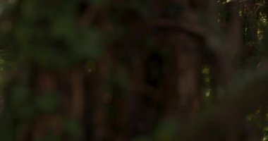 A forest with a lot of trees and a lot of sunlight. The sunlight is shining on the ground and the trees. The vegetation is lush and green.