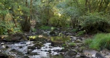 Gün doğumunda bir sürü kaya ve ağaçla birlikte bir ormanın içinden akan bir nehir. Su berrak ve güneş onun üzerinde parlıyor. Eğil..