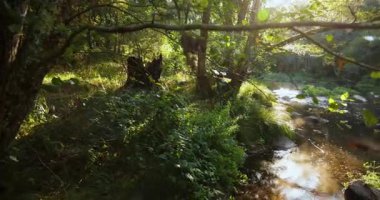 Güneşin doğuşuyla birlikte parlak yemyeşil bir ormanda berrak bir su akıntısı. Sis yüzeyden yükseliyor ve bir yansıma oluşturuyor. Sağa çevir.