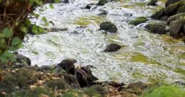 Suyun kenarındaki bir nehir kıyısının baraka görüntüsü. Çekim çok enerjik ve hareketli..