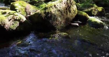 Bir dere yosun ve sonbahar yapraklarıyla kaplı bir kayanın üzerinden akıyor. Su temiz, yosun da yeşil. Sol tarafı çevir.