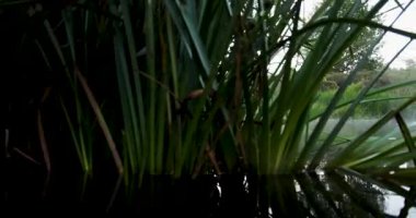 Arka planda ağaçlar olan sakin bir göl. Su durgun ve gökyüzü bulutlu.