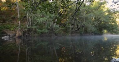 A misty forest with a river running through it. The water is calm and the trees are lush and green. Pan right shot.