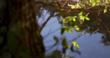 Etrafında bir sürü böcek uçuşan bir gölet. Su sakin ve böcekler yüzeyde uçuyor.