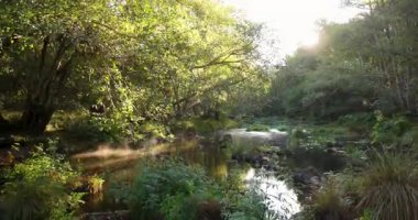Güneşin doğuşuyla birlikte, parlak, yemyeşil bir ormanda, taştan köprüsü olan bir nehir. Güneş ağaçların arasından parlıyor. Eğil..
