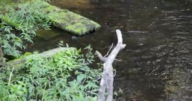 Bir Amerikan vizonu derenin yanındaki kayalıklarda koşuyor. Kayalar yosun ve yapraklarla kaplı..