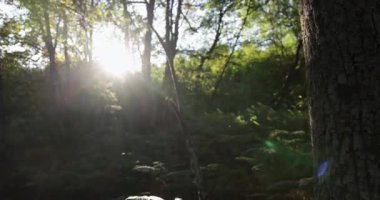 A forest with a lot of trees and a lot of green ferns. The leaves are brown and the sun is shining through the trees