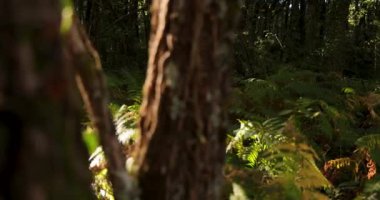 A forest with a lot of trees and a lot of green ferns. The leaves are brown and the sun is shining through the trees