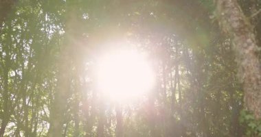 A forest with a lot of ferns and trees with bright sunlight rays shinning through. The trees are lush green and the floor is full of leaves and plants