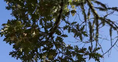 Çan kulesi olan uzun, eski bir kilise kulesi. Gökyüzü açık ve mavi. Kule ağaçlarla çevrili.