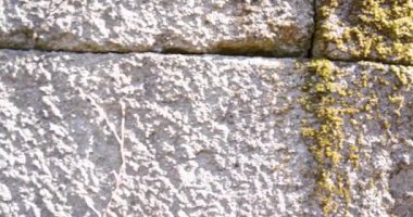 Ormanın taş duvarlarında büyüyen, ahşap çatılı ve sarmaşıklı terk edilmiş bir taş ev. Yengeç sağ vuruşu.