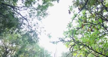 Bir ağaç kütüğü bir ormanın ortasındadır. Kütük ağaçlarla çevrili ve üzerinde bir sürü yaprak var.