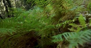 Devrilmiş bir ağacı olan bir orman. Ağaçlar yeşil ve gökyüzü mavi.