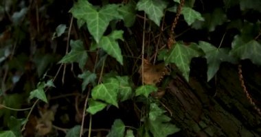 Laetiporus sülfür sarı mantarının koyu yeşil bir ormanda yeşil yemyeşil bir sarmaşık arasında büyüyen görüntüsü..