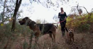 Düşük açılı bir kadın ve iki köpeği bir ormanın yanındaki tarlada yürürken kadın siyah bir gömlek ve siyah pantolon giyiyor..