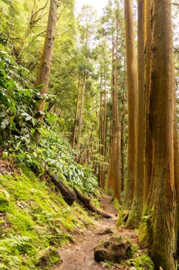 Bir kriptomeria japonica Japon sedir ormanı. Bir sürü ağaç ve çalıları var. Ağaçlar uzun ve yeşil..