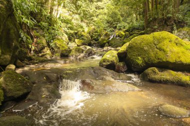 Kayalarda yosun yetişen bir ormanın içinden bir su akıntısı akar. Su berrak ve sakin, ve yosunlar sahneye doğal bir dokunuş katıyor. Huzur ve sükunet kavramı