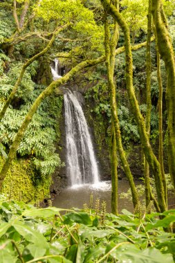 Bir şelale yemyeşil ağaçlar ve bitkilerle çevrilidir. Su temiz ve ağaçlar yosun dolu. Huzurlu ve huzurlu bir sahne.