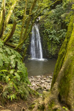 Bir şelale ağaç gövdesinden görülür. Su temiz, yosun da yeşil. Huzurlu ve huzurlu bir sahne.