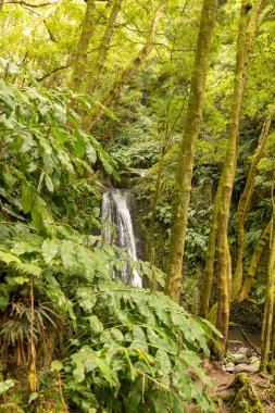 Ortasında şelale olan yemyeşil bir orman. Şelale ağaçlar ve bitkilerle çevrili, sakin ve huzurlu bir atmosfer yaratıyor.