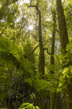 Ağaçları ve bitkileri olan bir orman. Güneş ağaçların arasından parlıyor.