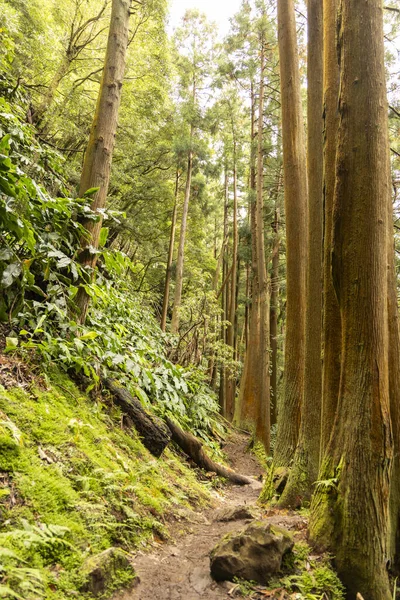 Bir kriptomeria japonica Japon sedir ormanı. Bir sürü ağaç ve çalıları var. Ağaçlar uzun ve yeşil..