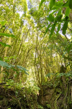 Bir sürü ağaç ve güneş ışığı olan bir orman. Ağaçlar yeşil ve gökyüzü mavi.