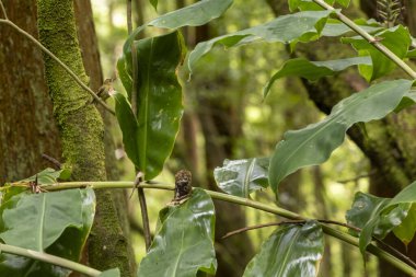 Sarı bir kuş yapraklı yeşil bir bitkinin üzerine tünemiştir. Bitki ağaçlarla çevrili ve yosunlu bir görünüşü var..