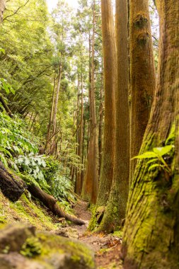 Ağaçları ve yosunları olan bir orman. Ağaçlar uzun ve yosunlar yeşil.
