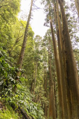 Bir kriptomeria japonica Japon sedir ormanı. Bir sürü ağaç ve çalıları var. Ağaçlar uzun ve yeşil..
