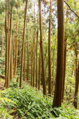 Bir kriptomeria japonica Japon sedir ormanı. Bir sürü ağaç ve çalıları var. Ağaçlar uzun ve yeşil..