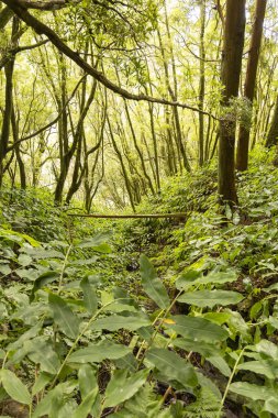 Ağaçları ve çalıları olan yemyeşil bir orman. Ağaçlar uzun ve yapraklı, çalılar da yeşil yapraklarla dolu. Orman huzurlu ve huzurlu bir yerdir.