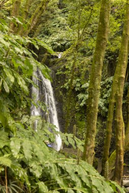 Bir şelale yemyeşil ağaçlarla çevrilidir. Su kristal gibi berrak ve ağaçlar yosun dolu. Huzurlu ve huzurlu bir sahne.