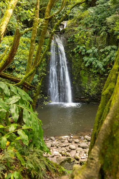 Bir şelale ağaçlar ve yosunlarla çevrilidir. Su temiz ve kayalar etrafa saçılmış durumda. Sahne huzurlu ve sakin, suyun sesi rahatlatıcı bir atmosfer yaratıyor.