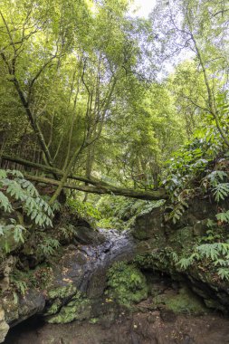 İçinden küçük bir akarsu akan bir orman. Ağaçlar yemyeşil ve güneş ışığı Sao Miguel, Azores 'deki yaprakların arasından süzülüyor.