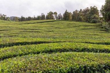 İçinde dolambaçlı bir yol olan yeşil kamelya sinensis tarlası. Çalılar yemyeşil ve yemyeşil ve patika ağaçlarla çevrili. Sahne Sao Miguel, Azores 'te huzurlu ve huzurlu.