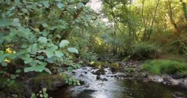 Gün doğumunda bir sürü kaya ve ağaçla birlikte bir ormanın içinden akan bir nehir. Su berrak ve güneş onun üzerinde parlıyor. Eğil..