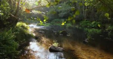 Güneşin doğuşuyla birlikte parlak yemyeşil bir ormanda berrak bir su akıntısı. Sis yüzeyden yükseliyor ve bir yansıma oluşturuyor. Eğil..